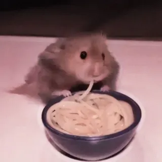 🤏 hamster, eating, spaghetti, pasta, cute, animal telegram sticker