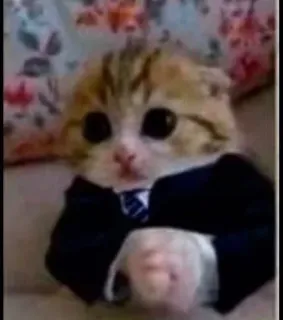 😎 chat, chaton, costume, formel, affaires, mignon, adorable telegram sticker