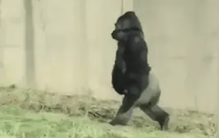🦍 고릴라, 유인원, 동물, 야생 동물, 걷기 telegram sticker
