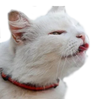 😝 cat, white, animal, pet, licking telegram sticker
