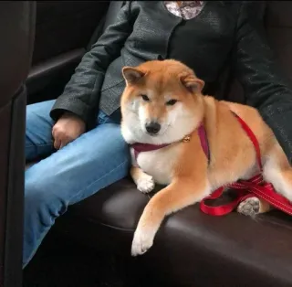 ❤️ Shiba Inu, dog, pet, animal, domestic animal telegram sticker