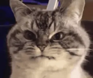 ❤️ chat, mème, animal, drôle, en colère, animal de compagnie, animal domestique, félin whatsapp sticker