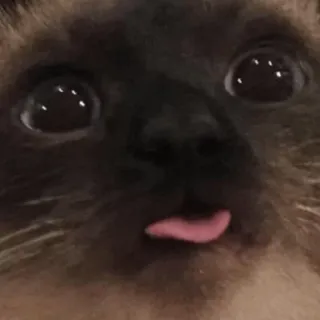 😛 chat, animal, siamois, langue, animal de compagnie, mignon, drôle telegram sticker