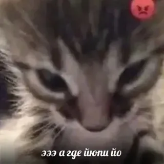 😡 эээ а где йюпи йо kot, zły, mem, rosyjski, Yupi, sok telegram sticker