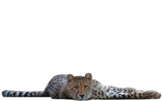 🥿 cheetah, animal, wildlife, cat, mammal, predator whatsapp sticker