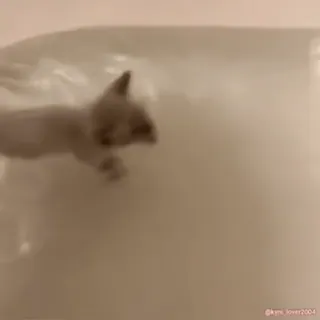 😢 kitten, swimming, cat, water, adorable telegram sticker