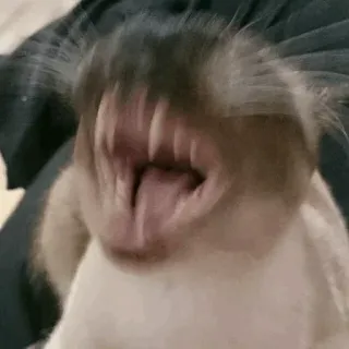 😡 cat, yawn, teeth, animal, pet, funny telegram sticker
