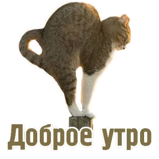 ☀ Доброе утро gatto, buongiorno, animale, saluto, russo telegram sticker