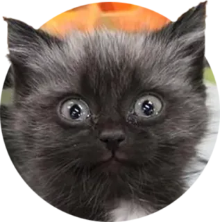 🙃 kitten, cat, animal, pet, cute, feline telegram sticker