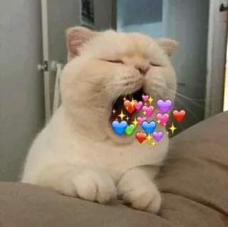 ✨ gato, corações, amor, fofo, animal, meme telegram sticker