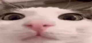 😳 gato, animal, animal de estimação, close-up, engraçado, meme telegram sticker
