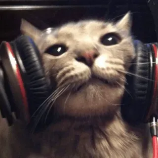 🎧 cat, headphones, animal, pet, music, cute, domestic animal telegram sticker