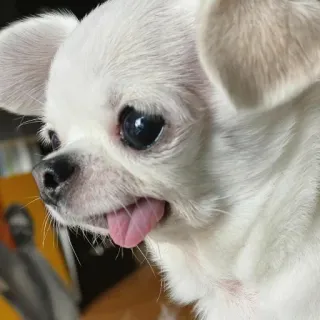 🐶 dog, chihuahua, puppy, cute, animal, white, pet telegram sticker
