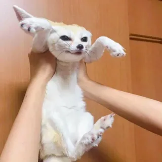 🦊 whatsapp sticker
