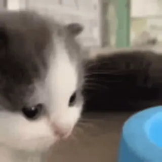 🐾 小猫, 猫, 宠物, 动物, 可爱 whatsapp sticker