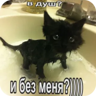 🧸 В душ? и без меня?))))) whatsapp sticker