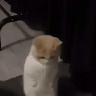 ❔ gato, animal de estimação, animal, fofo, gato doméstico whatsapp sticker