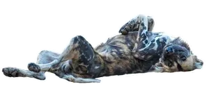 🎲 pies, zwierzę, zwierzę domowe, ssak, domowy, słodki telegram sticker