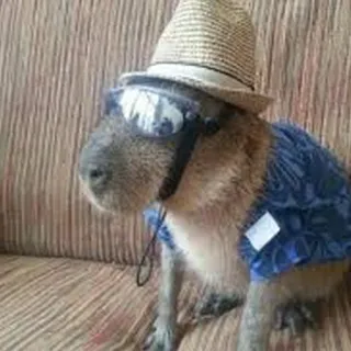 😎 Capybara, Tier, Hut, Sonnenbrille, Shirt, süß, lustig whatsapp sticker