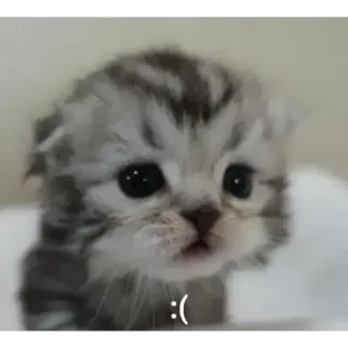 🥺 :( chat, triste, chaton, mignon, animal telegram sticker