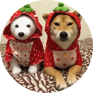 🍓 CUTIE STRAWBERRY 강아지, 동물, 딸기, 의상, 귀여운 telegram sticker