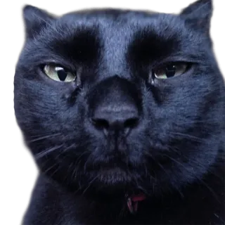 😐 Katze, schwarze Katze, Haustier, Tier, Meme, Porträt telegram sticker