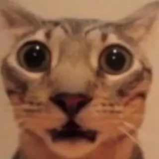 😐 cat, surprised, meme, animal, funny, cute whatsapp sticker