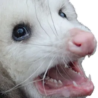 😝 Opossum, Tier, Säugetier, Wildtier whatsapp sticker