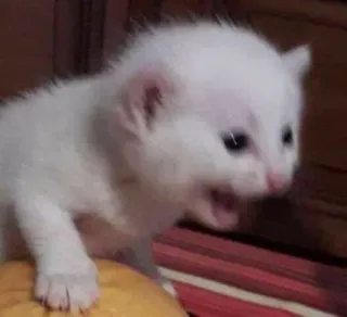 🅰 gattino, gatto, bianco, animale, carino, piccolo telegram sticker
