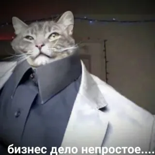 😎 бизнес дело непростое... 고양이, 비즈니스, 밈, 정장, 러시아 telegram sticker