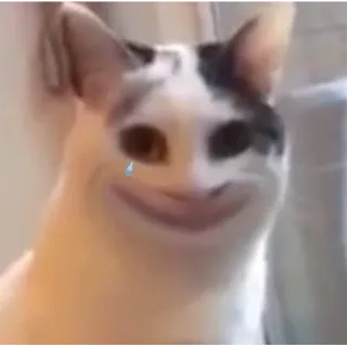 🙃 kot, smutny, płaczący, mem, zwierzę telegram sticker