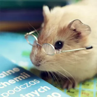 📖 alre
chemii
podczas
winnych
io guinea pig, glasses, book, reading, animal, pet telegram sticker