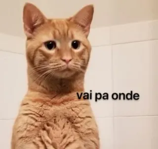 ❓ vai pa onde cat, meme, funny, pet, animal telegram sticker
