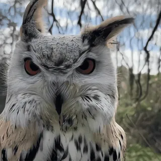 🦉 sowa, ptak drapieżny, zwierzę, dzika przyroda, natura, puchacz telegram sticker