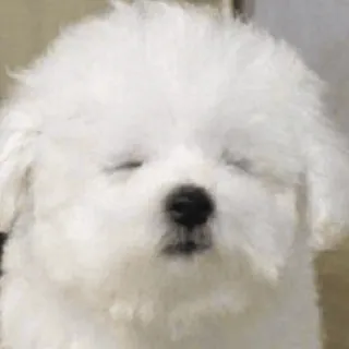 🤍 perro, cachorro, blanco, lindo, esponjoso, animal, mascota whatsapp sticker