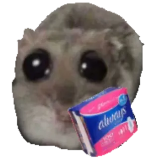 😓 sad hamster Always sad hamster, hamster, always, meme, cute, funny, menstruation telegram sticker