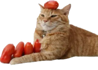 🍅 cat, animal, tomato, cute, funny telegram sticker