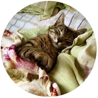 🌝 gato, animal, mascota, durmiendo, manta telegram sticker