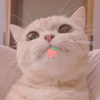🐾 chat, fraise, animal, mignon, chaton, animal de compagnie, drôle whatsapp sticker
