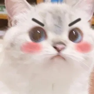 😠 gatto, carino, adesivo, animale, gattino, animale domestico telegram sticker