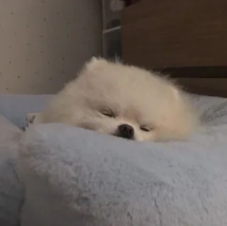 😴 dog, puppy, cute, sleeping, white, pet, animal telegram sticker