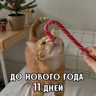 🎄 ДО НОВОГО ГОДА 11 ДНЕЙ chat, Noël, Nouvel An, sucre d'orge, fête, festif, chat roux whatsapp sticker