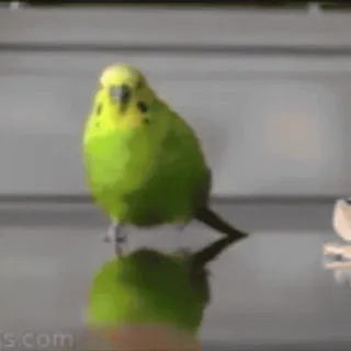 💥 鳥, オウム, 動物, ペット, 緑 telegram sticker