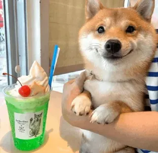 ☁ anjing, shiba inu, es krim, makanan penutup, lucu, hewan, minuman, senyum telegram sticker