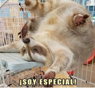 Mapache Pache whatsapp stickers