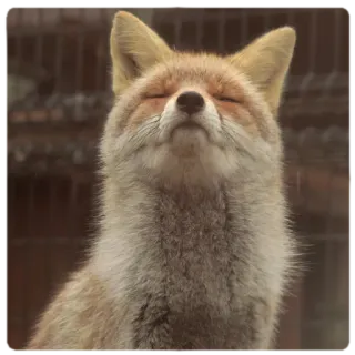 🤨 fox, animal, wildlife, nature, mammal, canine telegram sticker