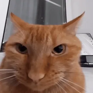 😾 mèo, mèo cam, thú cưng, động vật, động vật có vú, mèo nhà telegram sticker