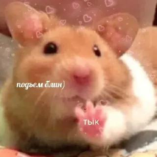 😊 подъем блин) 
ТЫК แฮมสเตอร์, น่ารัก, สัตว์, สติกเกอร์, สัตว์ฟันแทะ telegram sticker