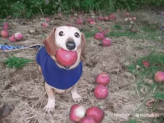🌟 腊肠犬, 狗, 苹果, 秋天, 宠物, 水果, 动物 telegram sticker