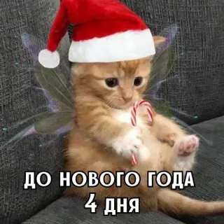 🎄 ДО НОВОГО ГОДА 4 ДНЯ chat, nouvel an, noël, festif, bonnet de père noël, chaton, sucre d'orge, fête whatsapp sticker